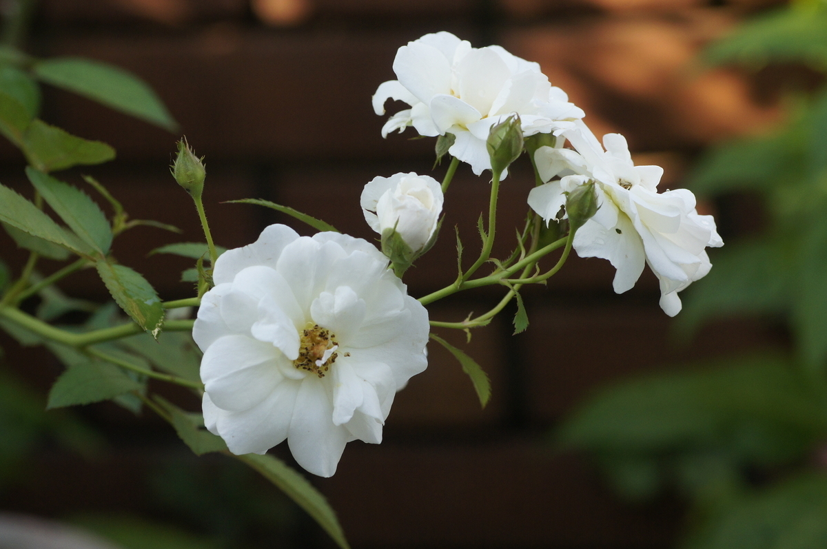 f:id:kameKiKu:20190825145858j:plain f:id:kameKiKu:20190825145858j:plain