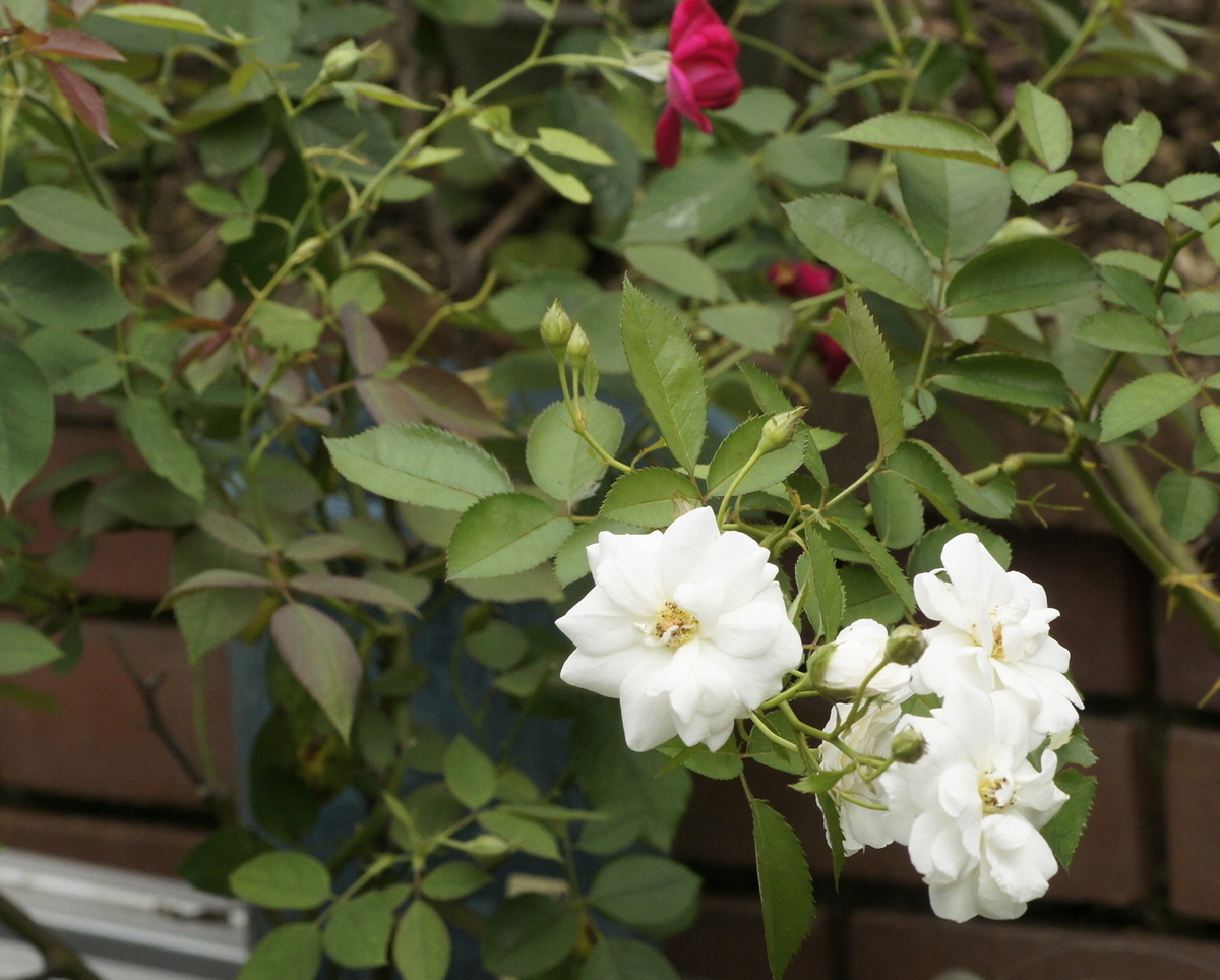 f:id:kameKiKu:20190825145921j:plain f:id:kameKiKu:20190825145921j:plain
