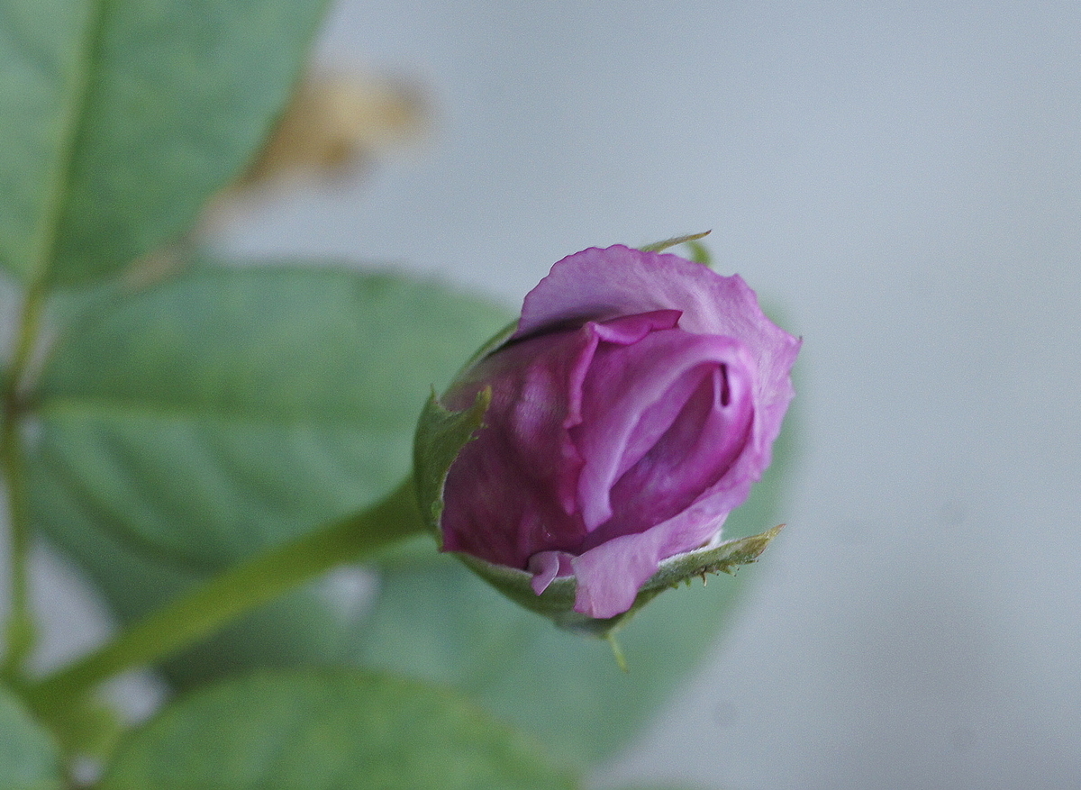 f:id:kameKiKu:20190825150407j:plain f:id:kameKiKu:20190825150407j:plain