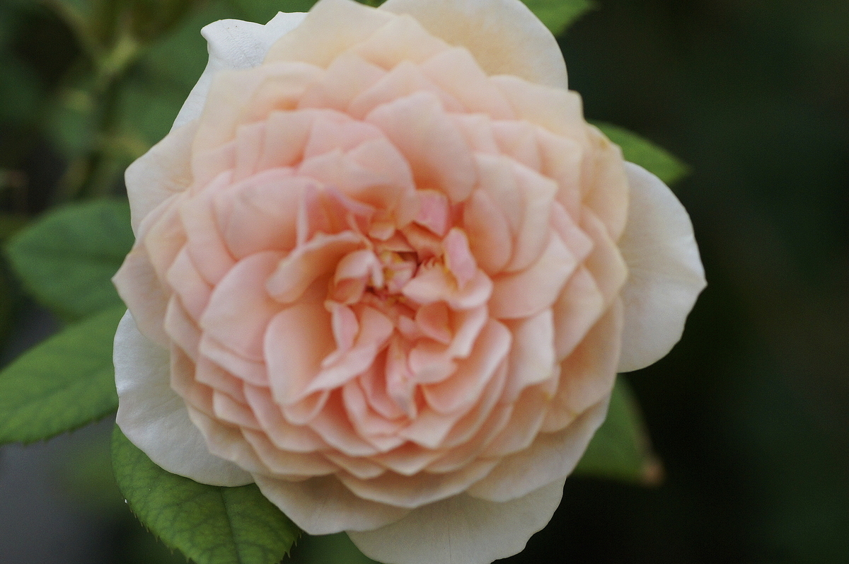 f:id:kameKiKu:20190825150727j:plain f:id:kameKiKu:20190825150727j:plain