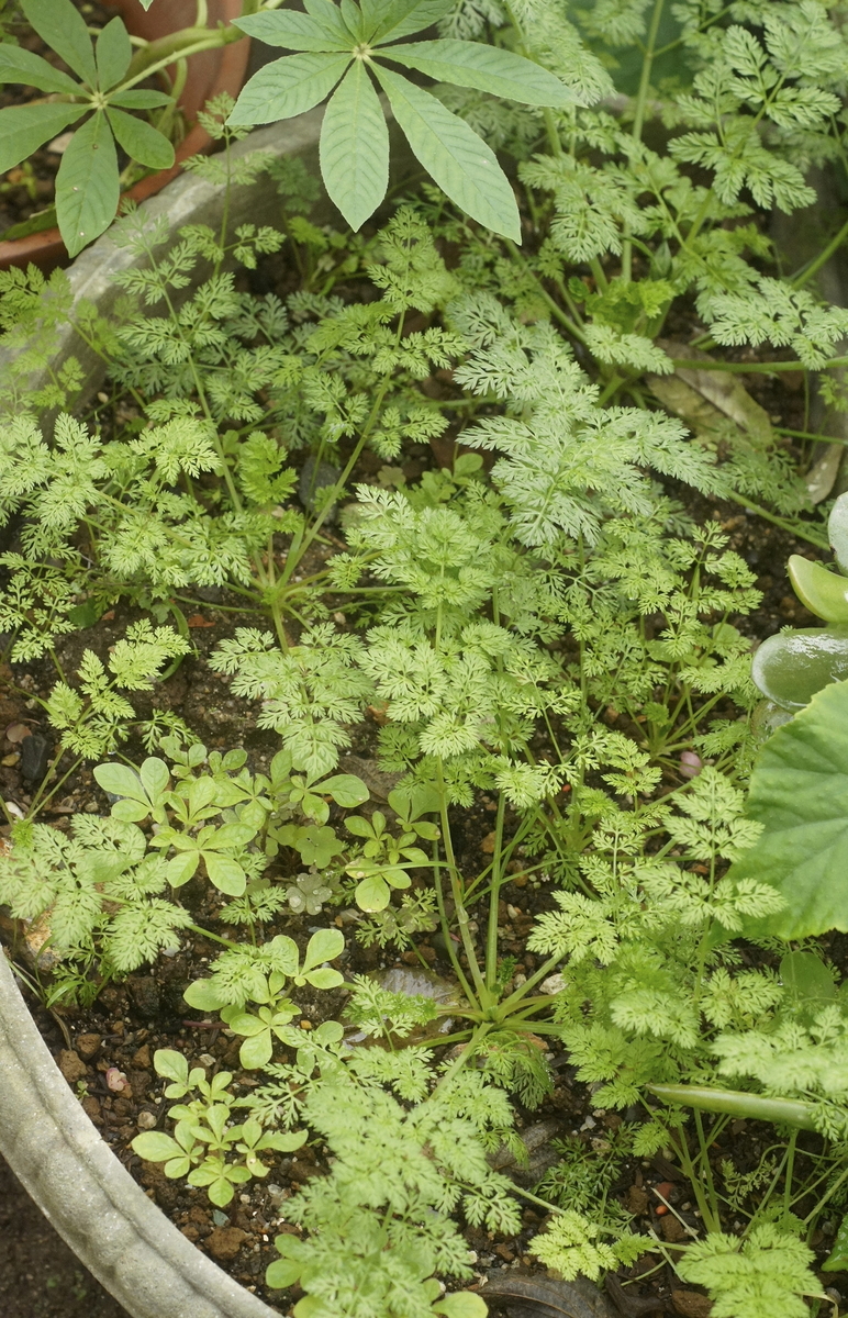 f:id:kameKiKu:20191027162523j:plain f:id:kameKiKu:20191027162523j:plain