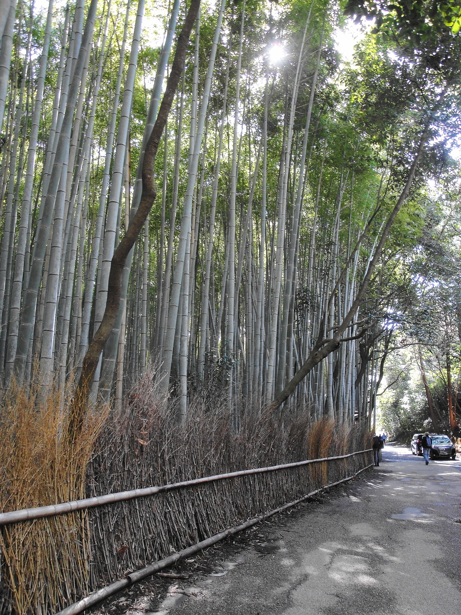 f:id:kameKiKu:20200312100112j:plain f:id:kameKiKu:20200312100112j:plain