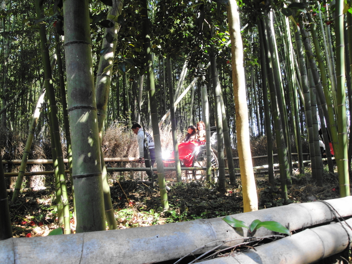 f:id:kameKiKu:20200312101813j:plain f:id:kameKiKu:20200312101813j:plain