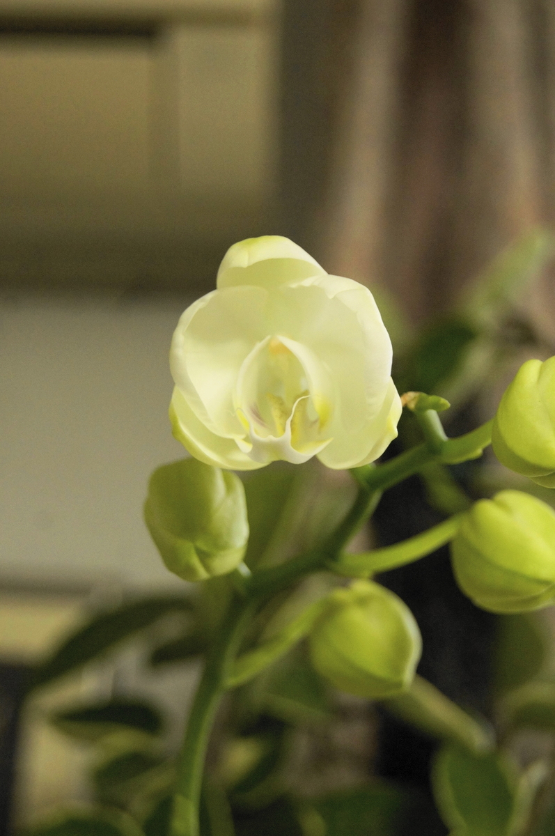 f:id:kameKiKu:20200314124742j:plain f:id:kameKiKu:20200314124742j:plain