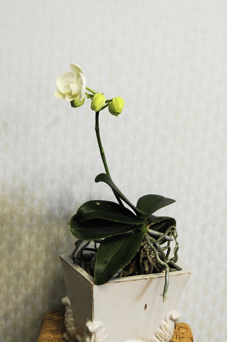 f:id:kameKiKu:20200317133930j:plain f:id:kameKiKu:20200317133930j:plain