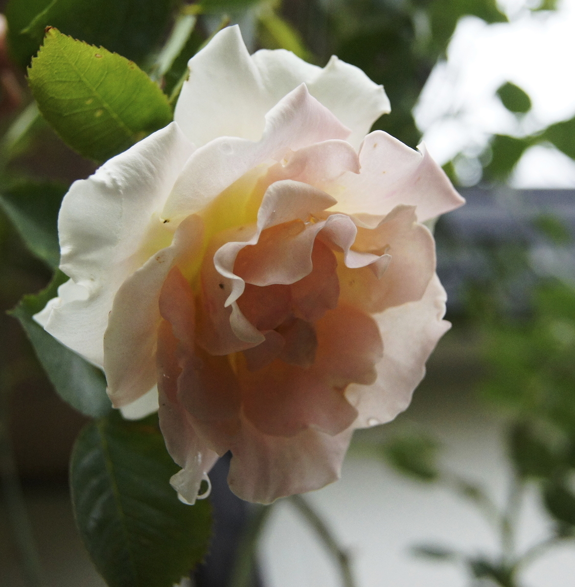 f:id:kameKiKu:20200510132138j:plain
