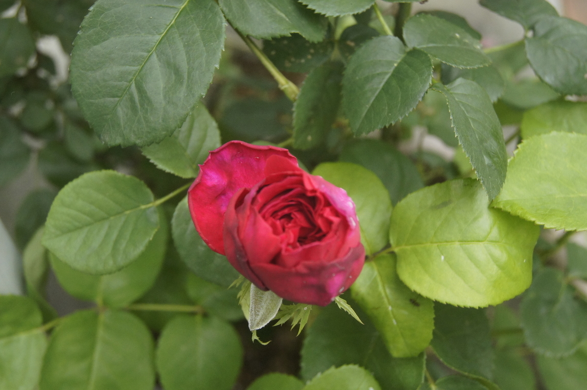 f:id:kameKiKu:20200524104712j:plain