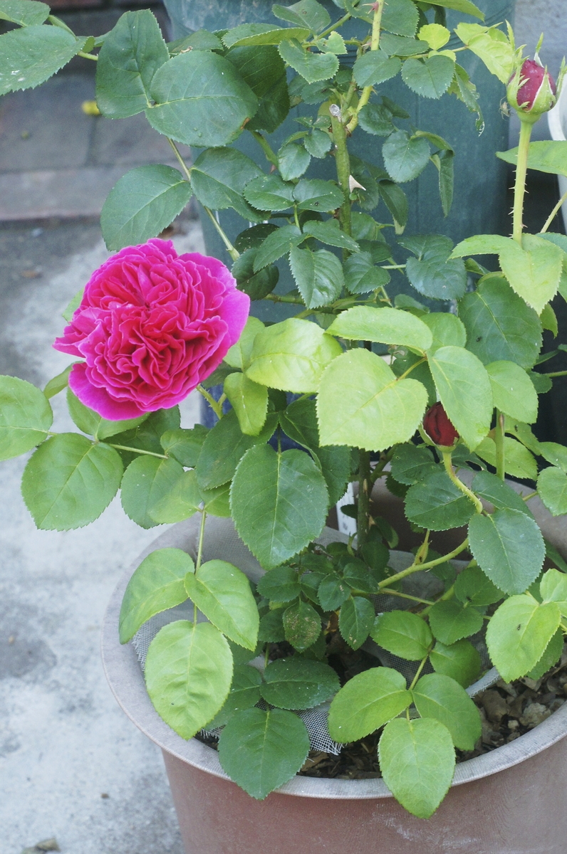 f:id:kameKiKu:20200524104748j:plain