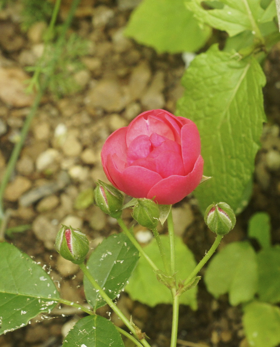f:id:kameKiKu:20200524110149j:plain