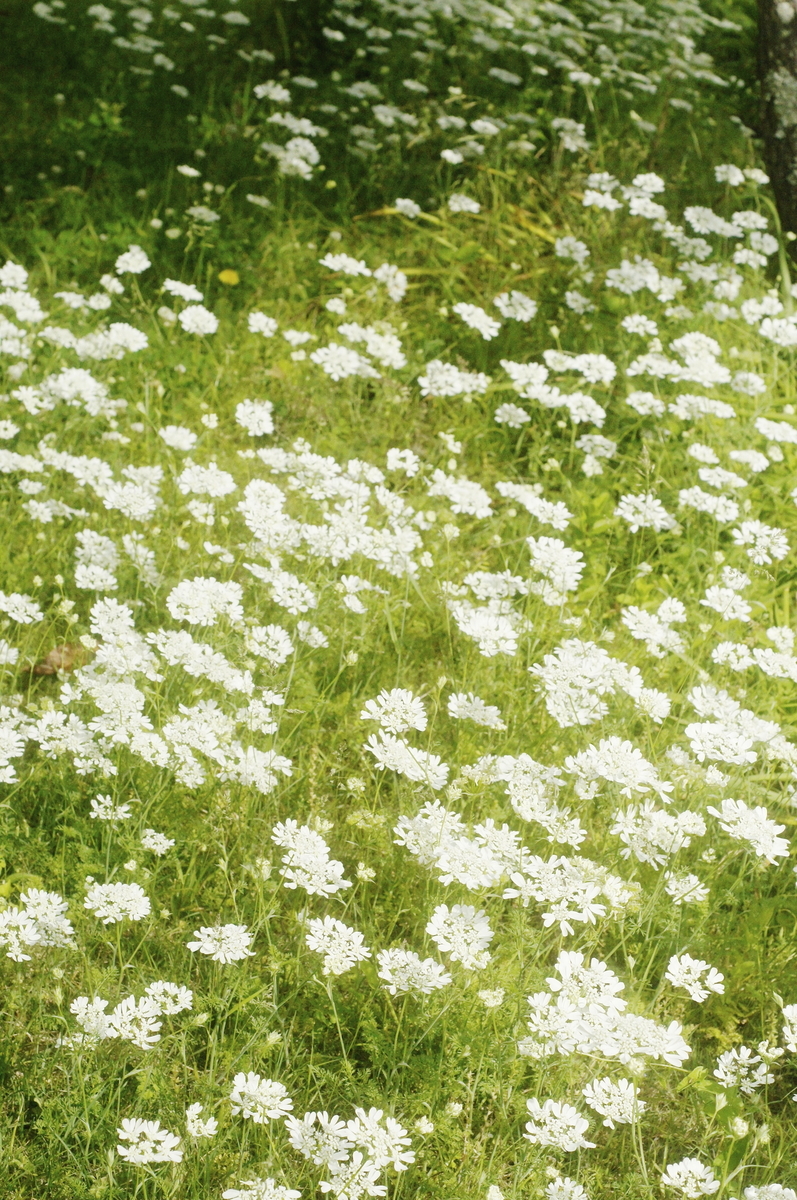 f:id:kameKiKu:20200524110919j:plain