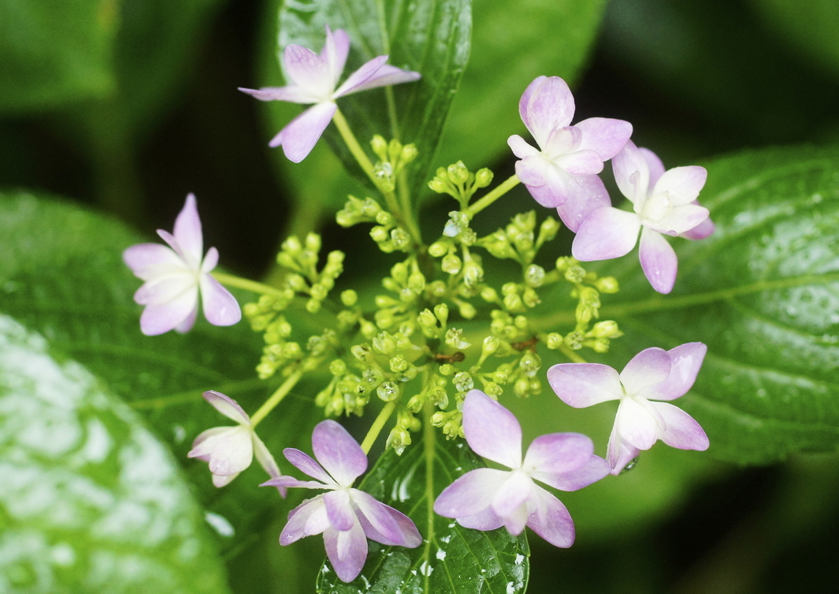 ツツジとは 動植物の人気 最新記事を集めました はてな