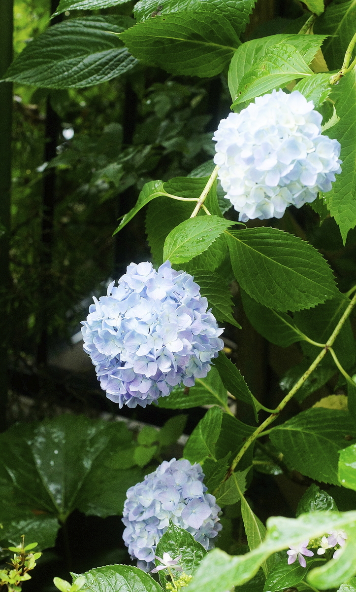 f:id:kameKiKu:20200612125932j:plain