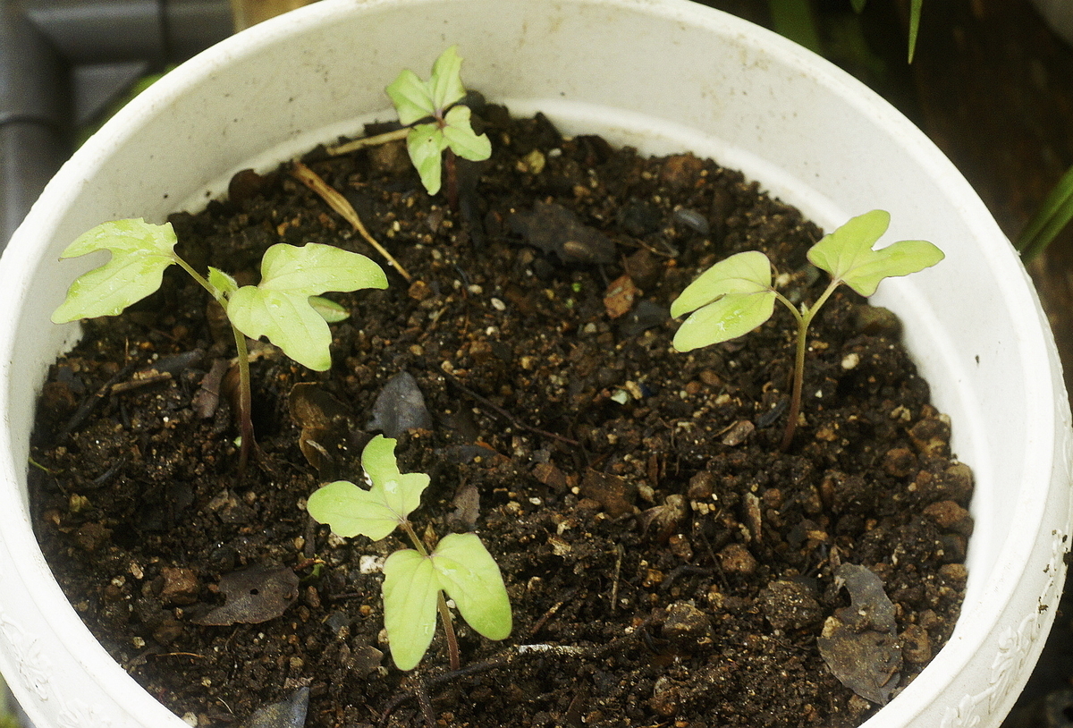 f:id:kameKiKu:20200620140504j:plain f:id:kameKiKu:20200620140504j:plain