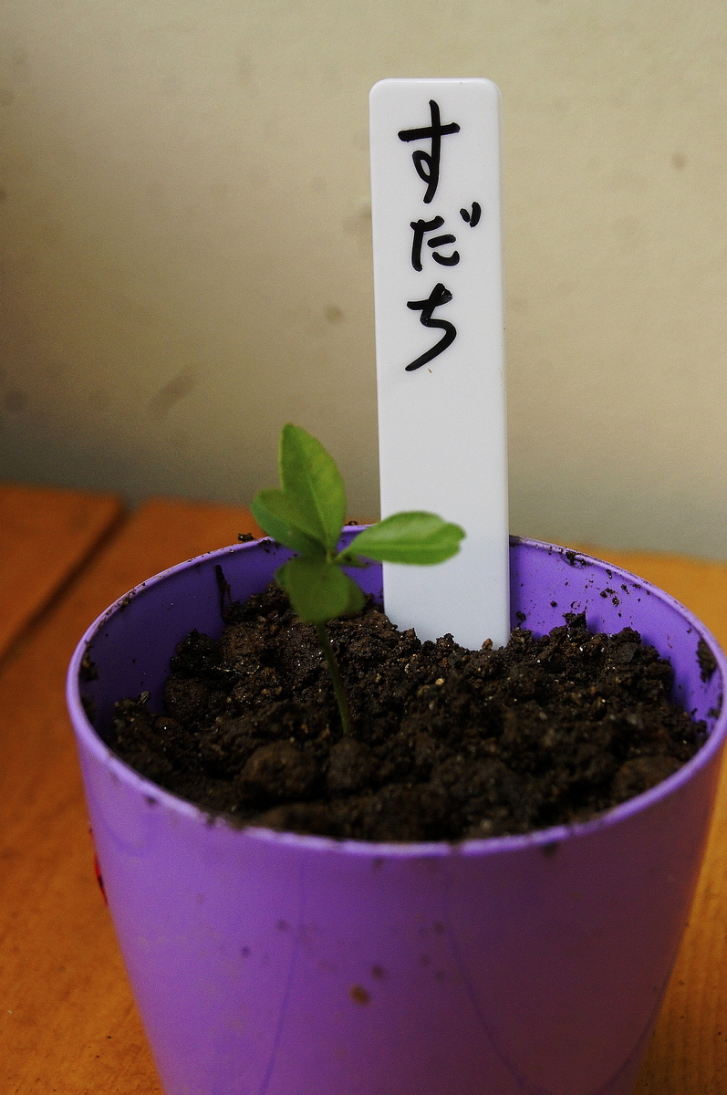 f:id:kameKiKu:20200808111942j:plain f:id:kameKiKu:20200808111942j:plain