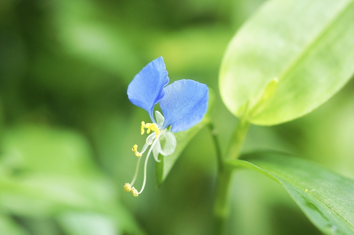 f:id:kameKiKu:20200829142348j:plain