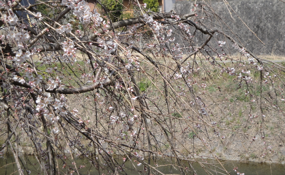 f:id:kameKiKu:20210319152435j:plain