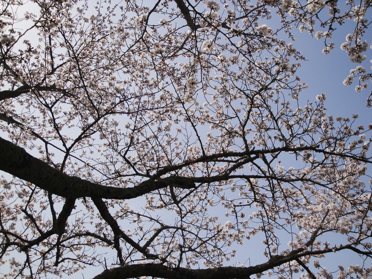 f:id:kameKiKu:20210329192728j:plain