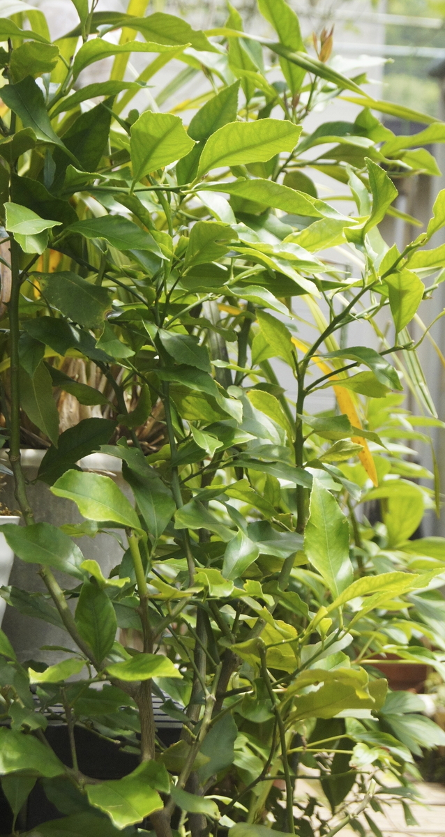 f:id:kameKiKu:20210606112828j:plain