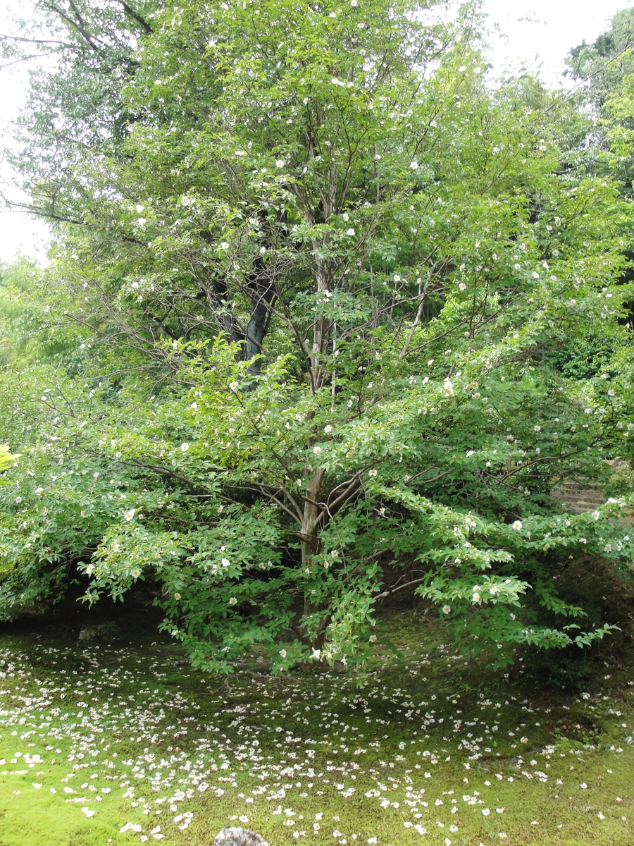 双樹沙羅 沙羅双樹（サラソウジュ）ってどんな木？ 仏教との関わりや