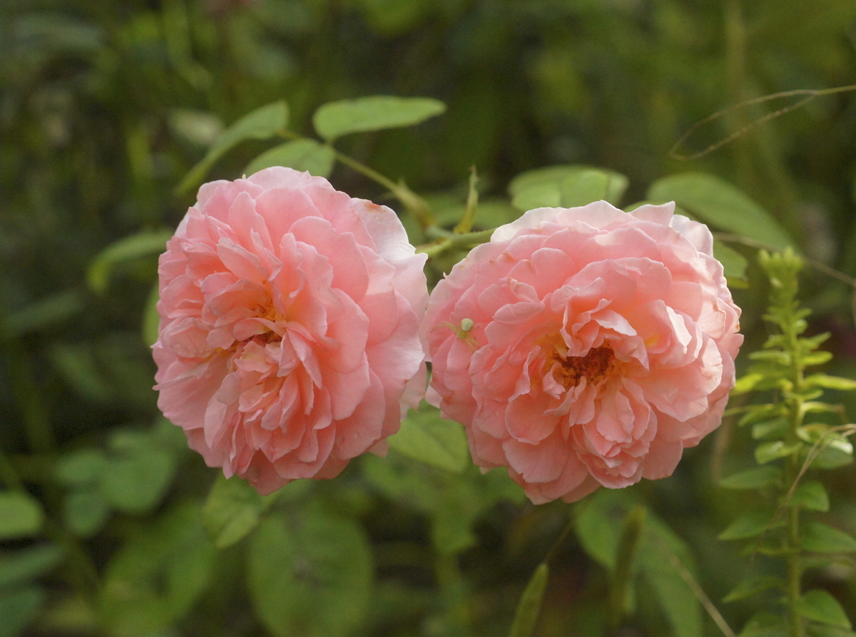 f:id:kameKiKu:20210917104121j:plain