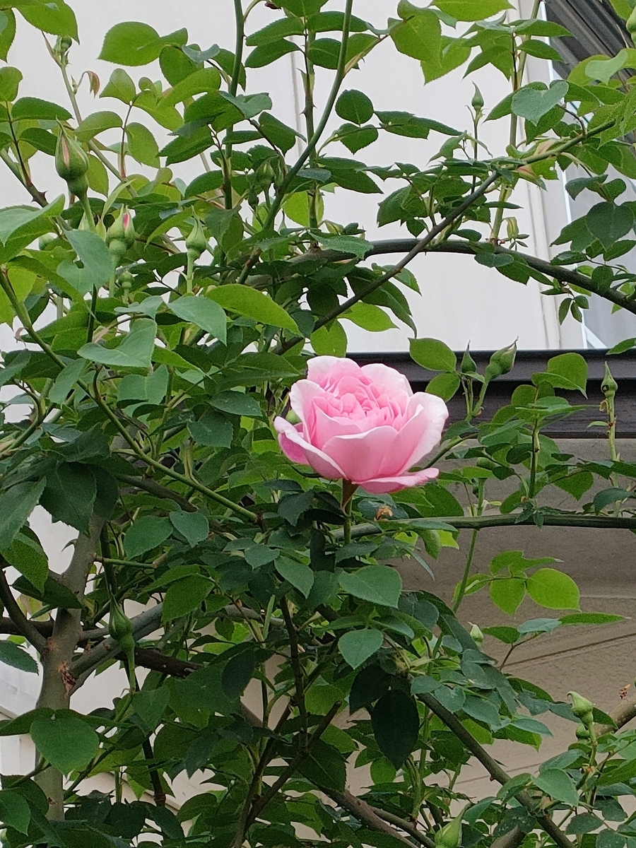 バラの挿し穂 ウィリアムモリス他 【公式通販】