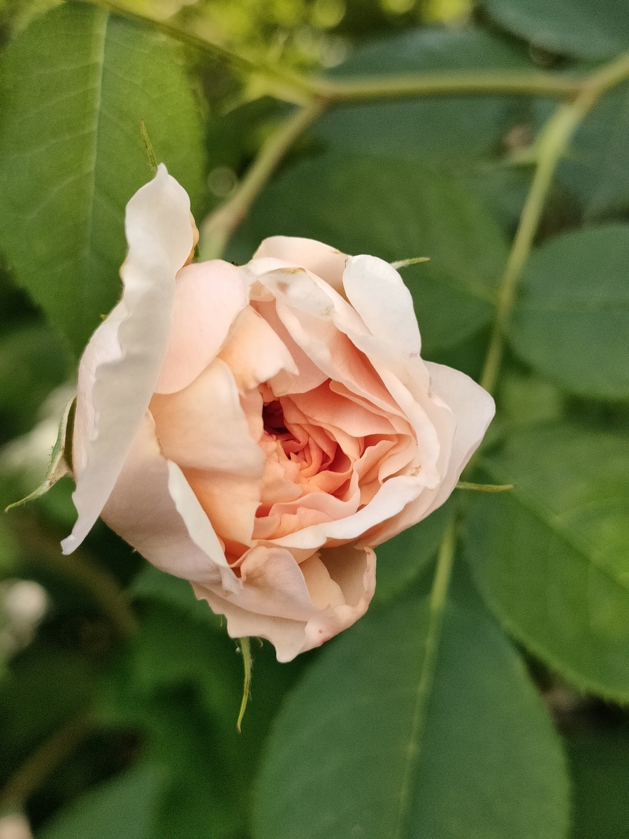 今日のバラ 3 ウィリアム モリス - kameKiKu's blog､小さな庭日記