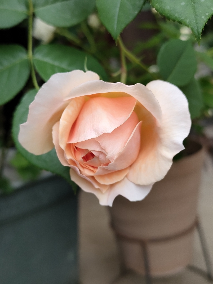 今日のバラ 3 ウィリアム モリス - kameKiKu's blog､小さな庭日記