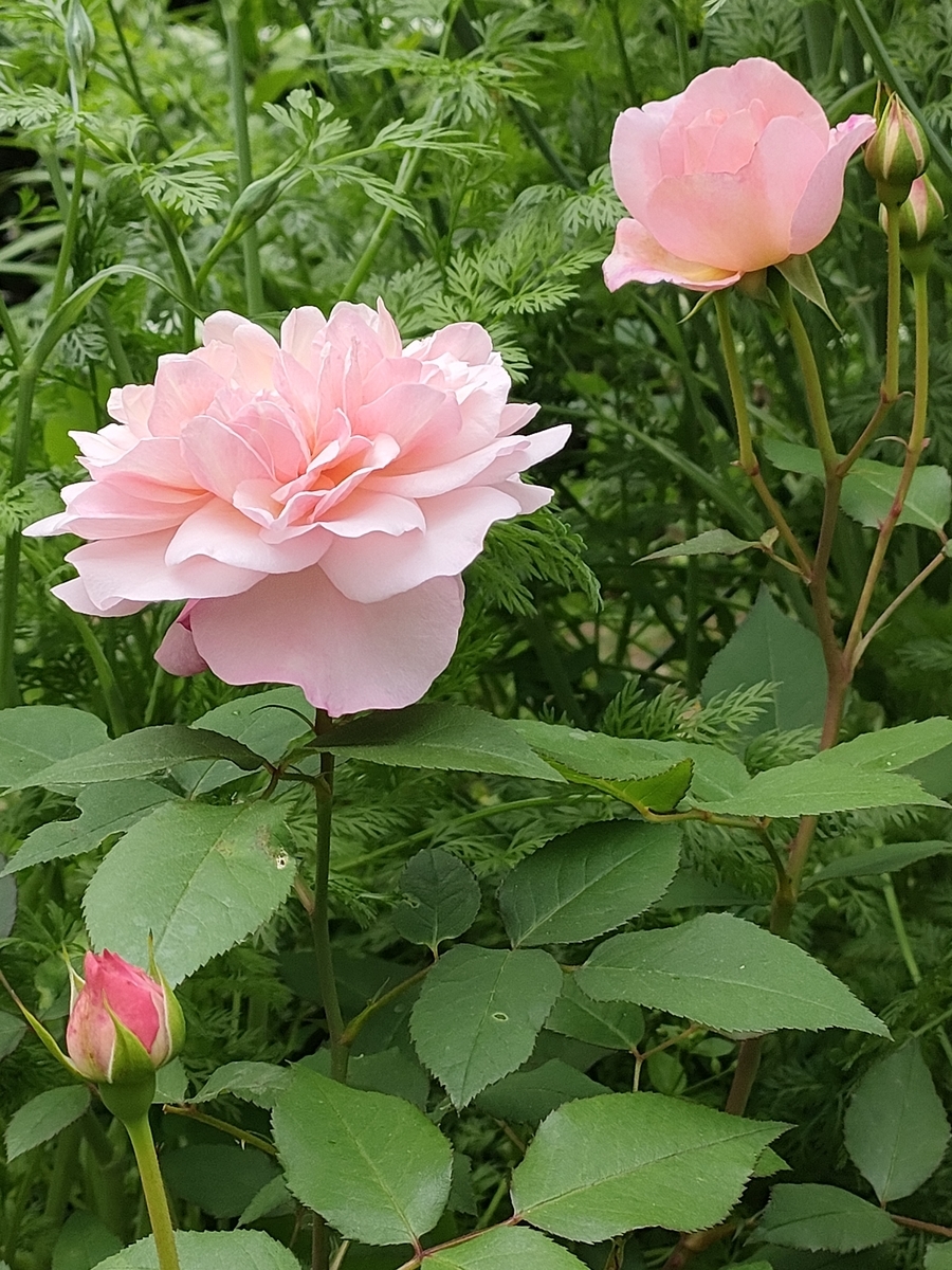 今日のバラ 3 ウィリアム モリス - kameKiKu's blog､小さな庭日記