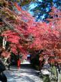 [京の便り][紅葉]大原野神社