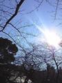 [景色]靖國神社の桜