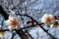 [景色]青葉の森公園梅園