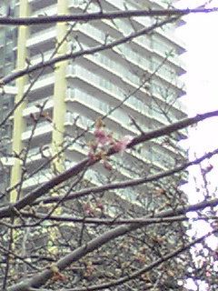 マリンピア前の河津桜