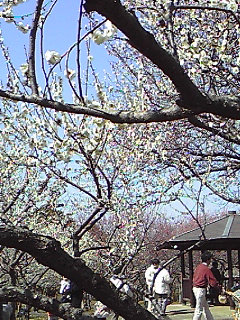 青葉の森公園梅園