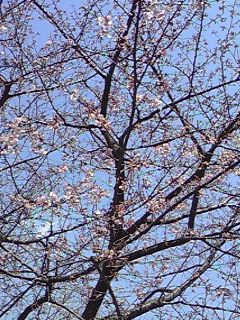 青葉の森公園の河津桜