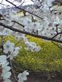 [景色]川村記念美術館の桜