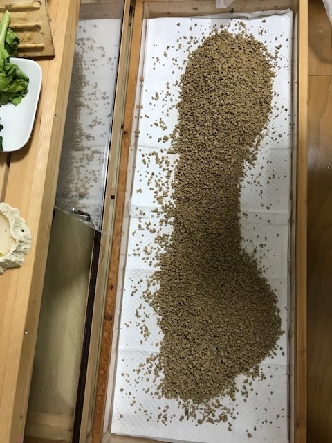 f:id:kamebiyori:20190822171831j:plain