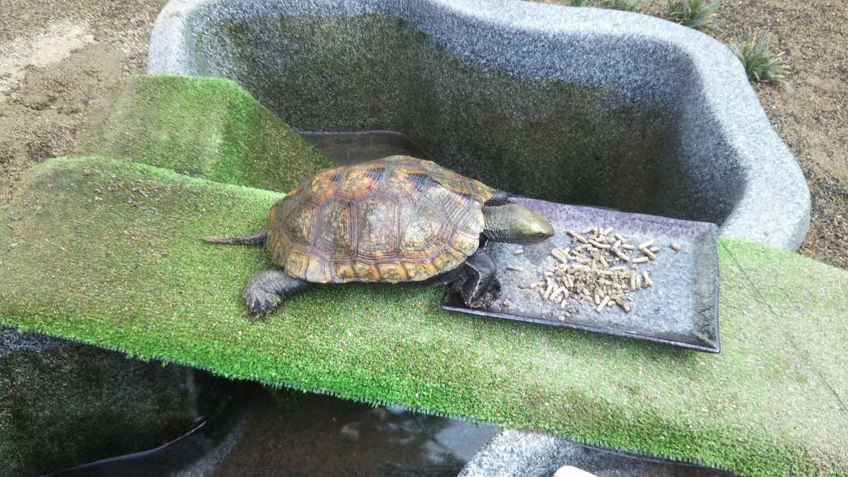 イシガメ Kame House 今朝の様子 クサガメハウス増築３階建てに ガラス屋さんのカメ飼育