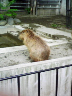 f:id:kameido_are:20090521211327j:image