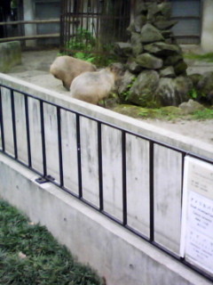 f:id:kameido_are:20090521211330j:image