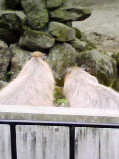 f:id:kameido_are:20090521211332j:image
