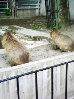 f:id:kameido_are:20090521211333j:image