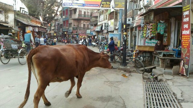 f:id:kameman:20200121161217j:image