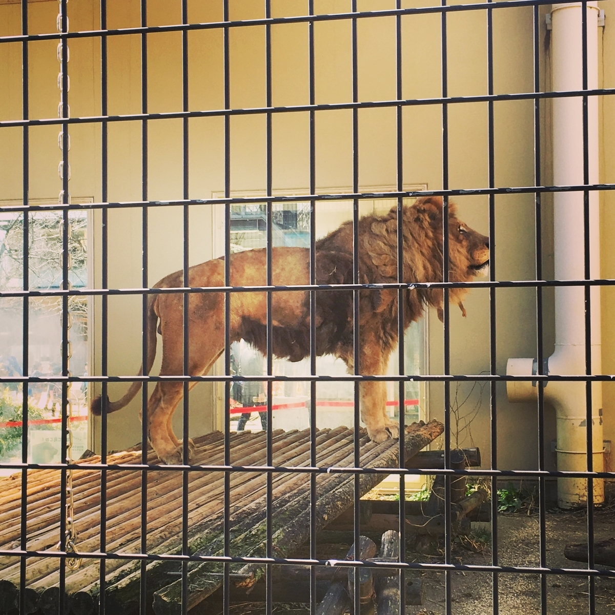 f:id:kamemochi:20200203204111j:plain
