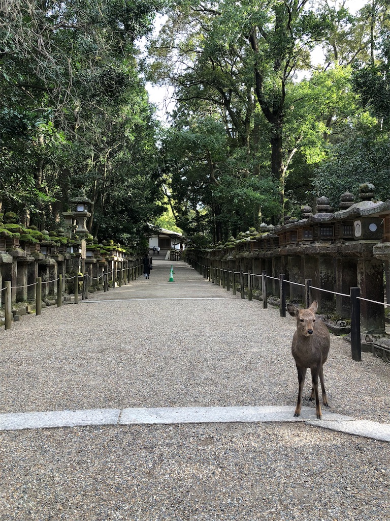 f:id:kamemochi:20200311012328j:image