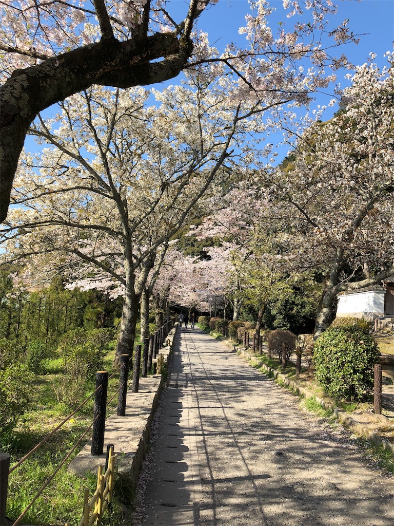 f:id:kamemochi:20200411220444j:image