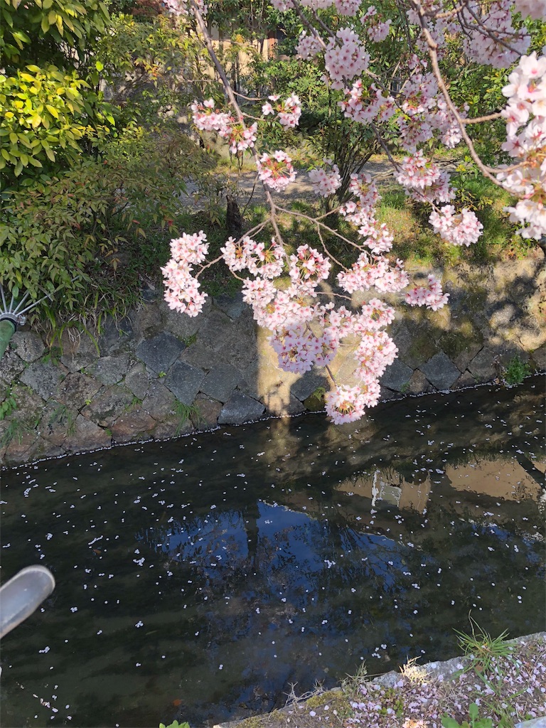 f:id:kamemochi:20200411220724j:image