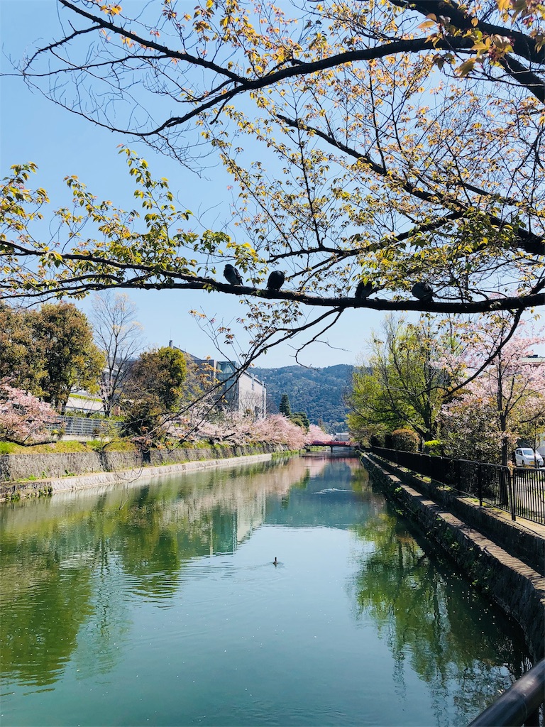 f:id:kamemochi:20200411220912j:image