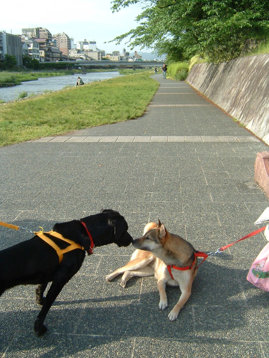 f:id:kamemochi:20200515092857j:plain