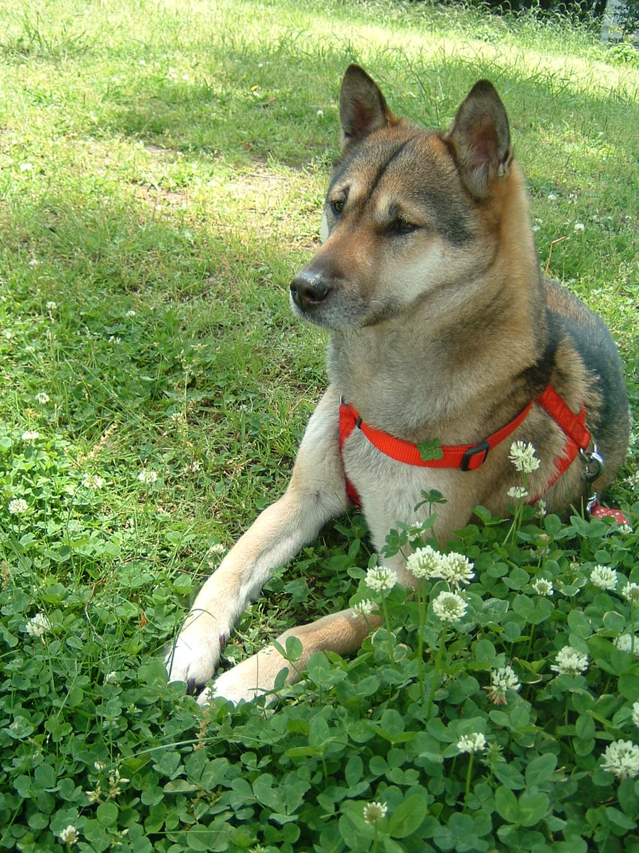 f:id:kamemochi:20200515092920j:plain