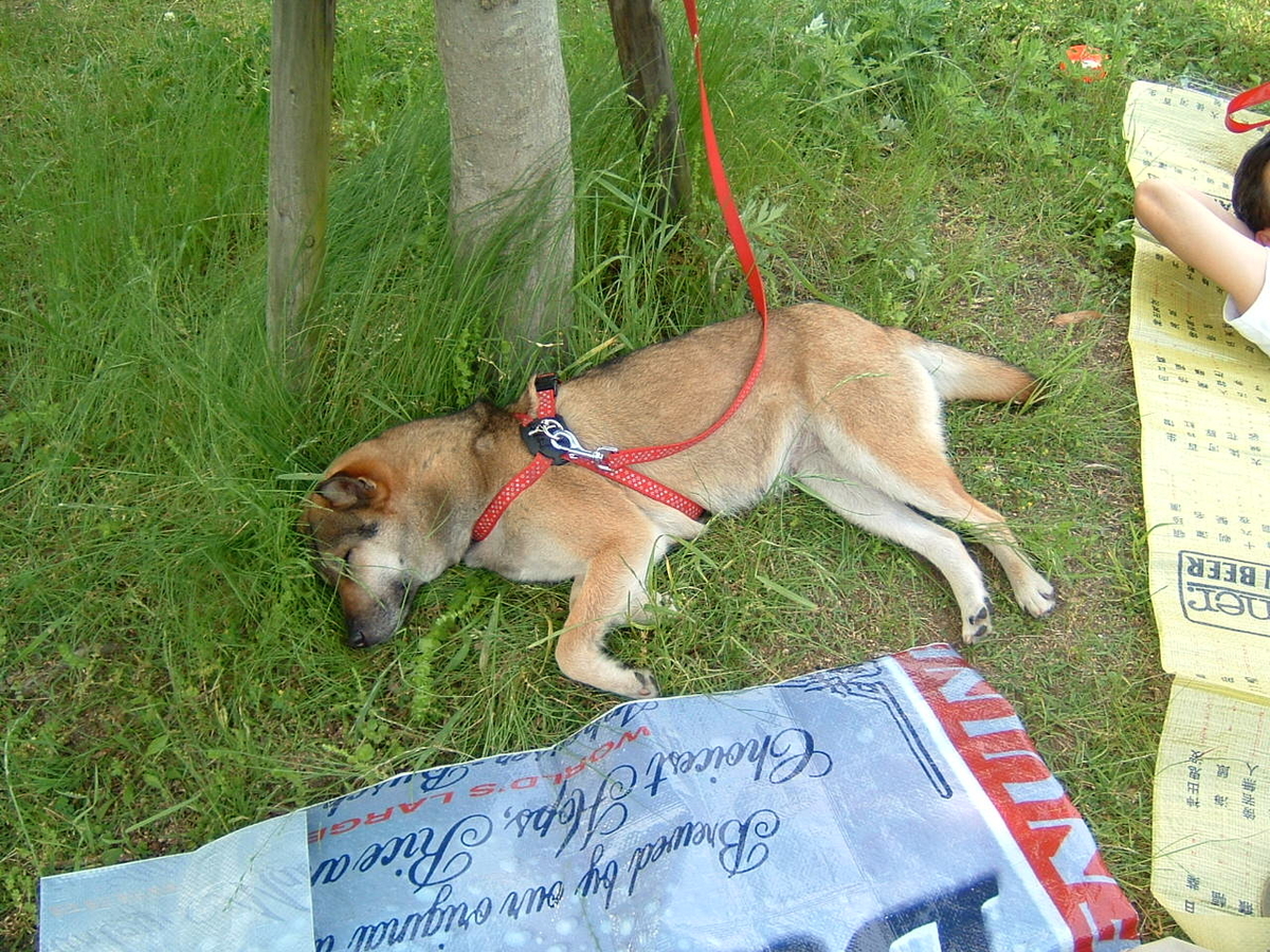 f:id:kamemochi:20200515093626j:plain